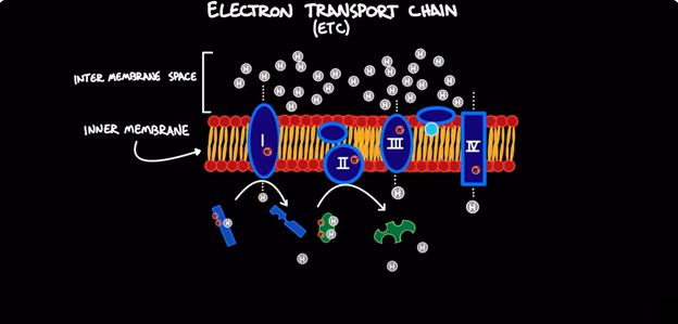 example-of-biology-graphic